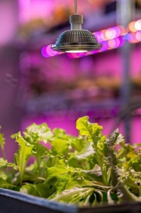 Źródło Horti ES111; 12W; Wersja Flowering; 30 stopni; HV