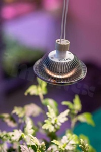 Horticulture source of light ES111; 12W; 30 degrees; Flowering version, HV