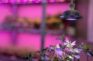 Źródło Horti ES111; 12W; Wersja Vegetation; 30 stopni; HV